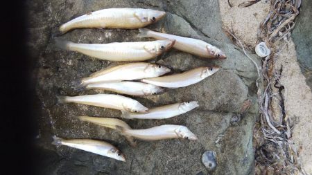 梅雨の合間のキス釣り